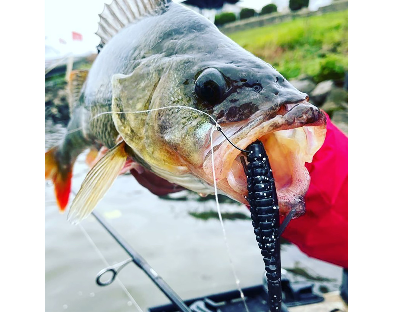 ValleyHill Ebi Shad 4' 